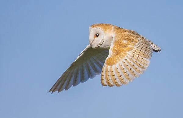 Barn Owl (Tyto Alba), Northumberland, United Kingdom, Europe
