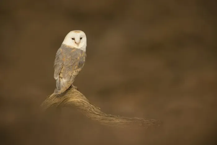Framed Print : Barn owl (Tyto alba) perched on fallen log, United Kingdom, Europe Framed Print : Barn owl (Tyto alba) perched on fallen log, United Kingdom, Europe