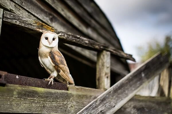 Barn owl (Tyto alba), Wheatley, Oxfordshire, England, United Kingdom, Europe