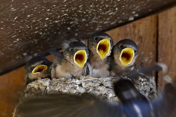 Four barn swallow (Hirundo rustica) chicks chirp as parent approaches nest with food