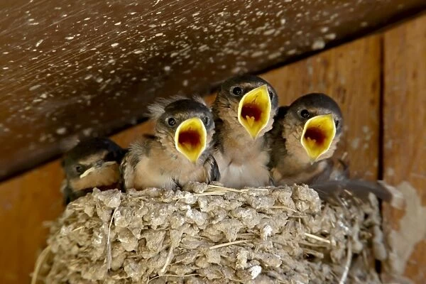 Four barn swallow (Hirundo rustica) chicks chirping, Custer State Park
