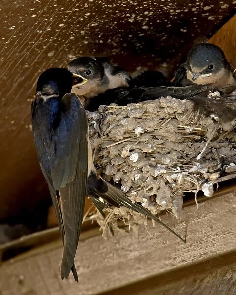 Barn swallow (Hirundo rustica) parent feeding a chick, Custer State Park