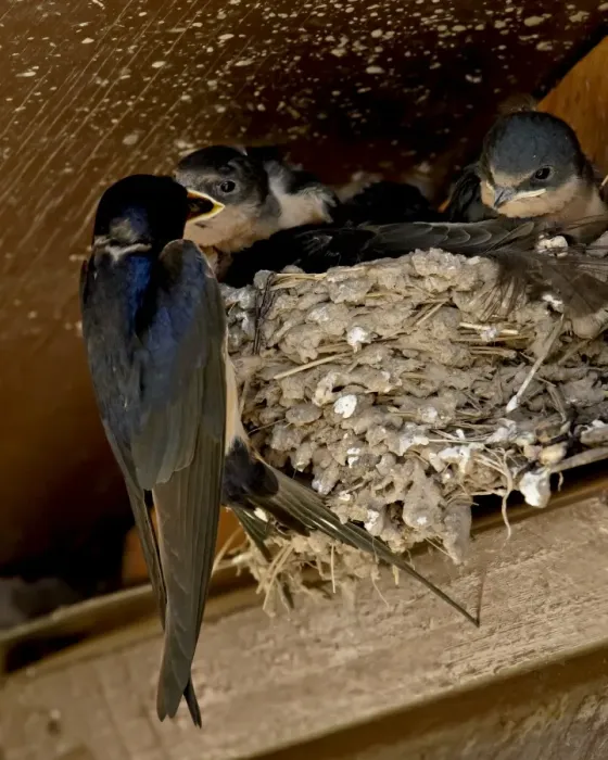 Framed Print : Barn swallow (Hirundo rustica) parent feeding a chick, Custer State Park Framed Print : Barn swallow (Hirundo rustica) parent feeding a chick, Custer State Park