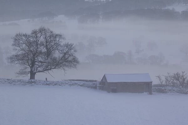 Barn in winter, Derbyshire Dales, Derbyshire, England, United Kingdom, Europe