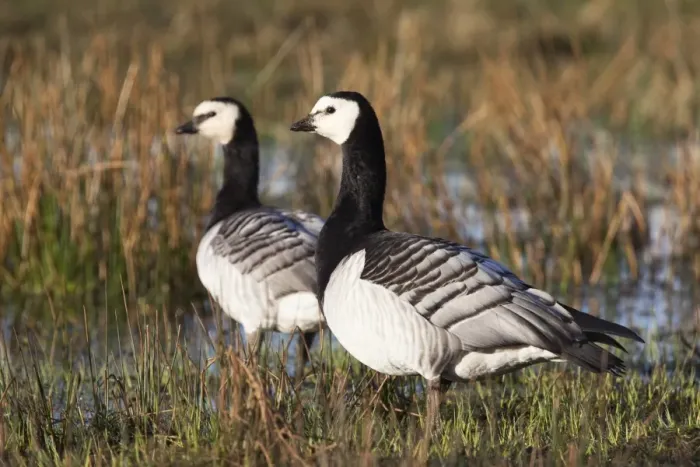 Framed Print : Barnacle geese (Branta leucopsis), Loch Gruinart RSPB reserve, Islay, Scotland, United Kingdom, Europe Framed Print : Barnacle geese (Branta leucopsis), Loch Gruinart RSPB reserve, Islay, Scotland, United Kingdom, Europe