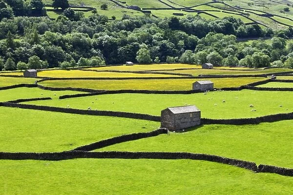 Barns and dry stone walls in meadows at Gunnerside, Swaledale, Yorkshire Dales, Yorkshire, England, United Kingdom, Europe