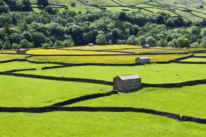 Framed Print : Barns and dry stone walls in meadows at Gunnerside, Swaledale, Yorkshire Dales, Yorkshire, England, United Kingdom, Europe Framed Print : Barns and dry stone walls in meadows at Gunnerside, Swaledale, Yorkshire Dales, Yorkshire, England, United Kingdom, Europe