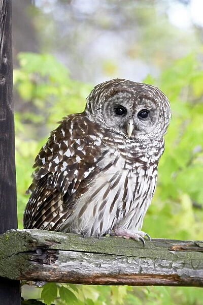 Barred owl (Strix varia) on fence