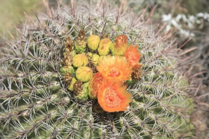 Framed Print : Barrel cactus in bloom, Saguaro National Park, Tuscon Mountain District west unit Framed Print : Barrel cactus in bloom, Saguaro National Park, Tuscon Mountain District west unit