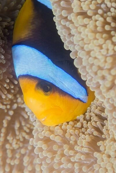 Barrier reef anenomefis (Amphiprion akindynos) in tentacles of host anemone in symbiosis