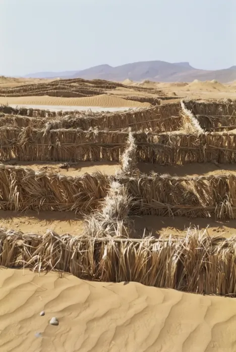 Framed Print : Barriers of palm leaves to control sand