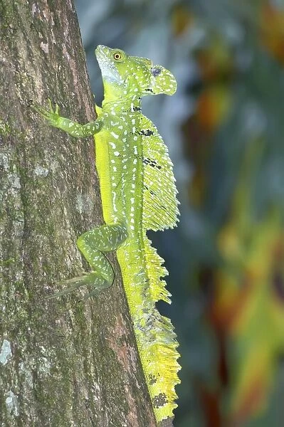 Basilisk lizard (Basiliscus plumifrons) climbing up tree, Costa Rica, Central America