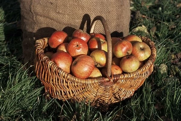 Basket of cider apples, Pays d Auge, Normandie (Normandy), France, Europe