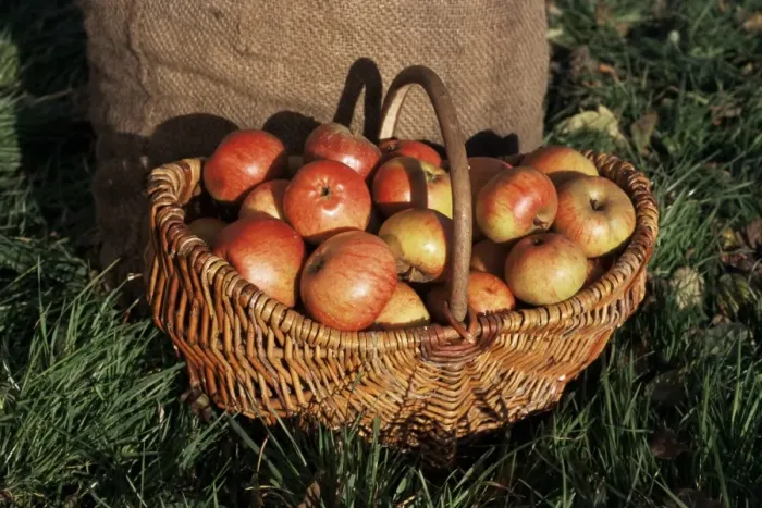 Framed Print : Basket of cider apples, Pays d Auge, Normandie (Normandy), France, Europe Framed Print : Basket of cider apples, Pays d Auge, Normandie (Normandy), France, Europe