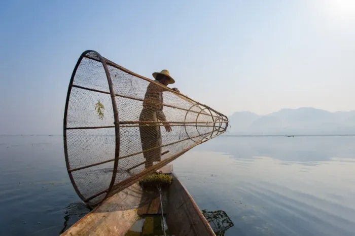 Framed Print : A basket fisherman on Inle Lake prepares to plunge his cone shaped net, Shan State Framed Print : A basket fisherman on Inle Lake prepares to plunge his cone shaped net, Shan State