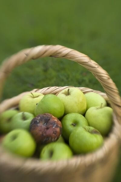 Basket of green apples with one rotten one