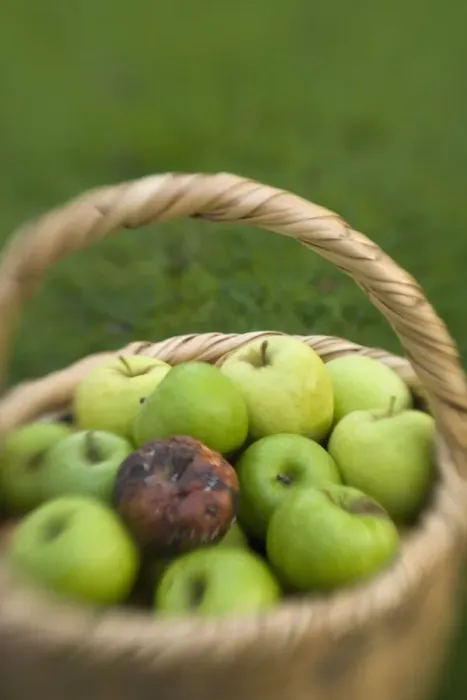 Framed Print : Basket of green apples with one rotten one Framed Print : Basket of green apples with one rotten one