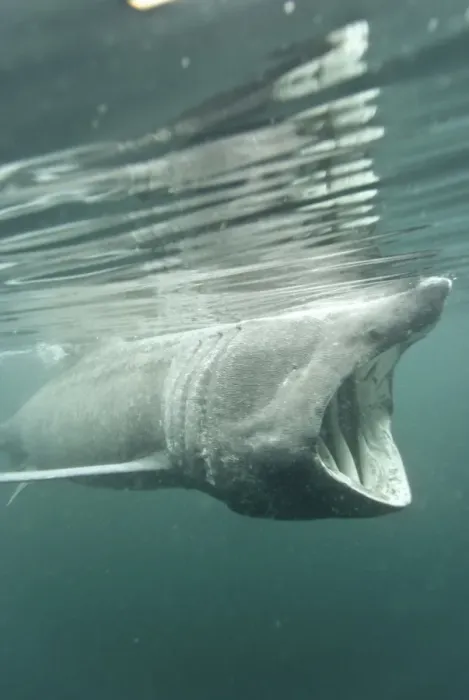 Framed Print : Basking shark (Cetorhinus maximus) feeding on plankton, Hebrides, Scotland, United Kingdom, Europe Framed Print : Basking shark (Cetorhinus maximus) feeding on plankton, Hebrides, Scotland, United Kingdom, Europe