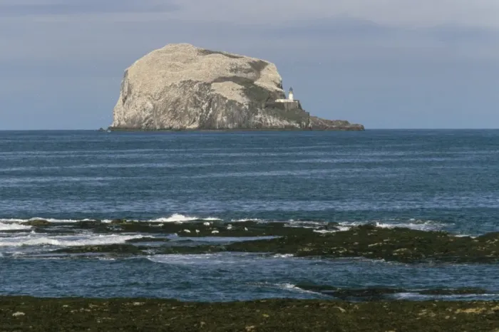 Framed Print : Bass Rock gannetry
