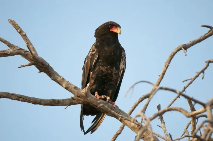Framed Print : Bateleur Eagle (Terathopius ecaudatus), Savute Channel, Linyanti, Botswana, Africa Framed Print : Bateleur Eagle (Terathopius ecaudatus), Savute Channel, Linyanti, Botswana, Africa
