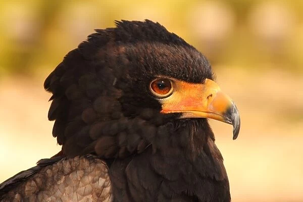 Bateleur (Terathopius ecaudatus) is a medium-sized eagle in the bird family Accipitridae, resident in Sub-Saharan Africa, in captivity in the United Kingdom, Europe