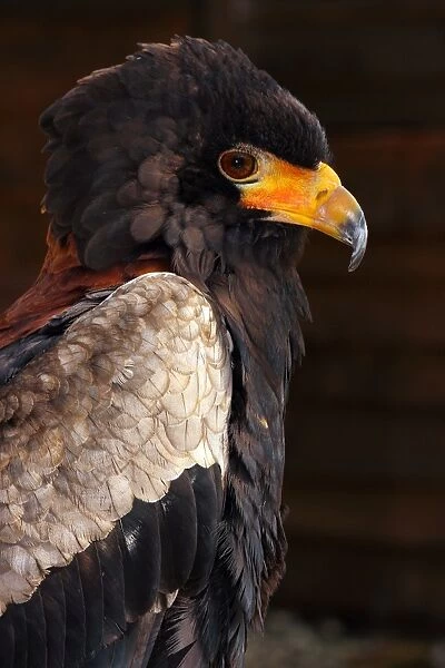 Bateleur (Terathopius ecaudatus) is a medium-sized eagle in the bird family Accipitridae, resident in Sub-Saharan Africa, in captivity in the United Kingdom, Europe