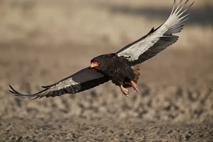 Framed Print : Bateleur (Terathopius ecaudatus) landing, female, Kgalagadi Transfrontier Park, encompassing Framed Print : Bateleur (Terathopius ecaudatus) landing, female, Kgalagadi Transfrontier Park, encompassing