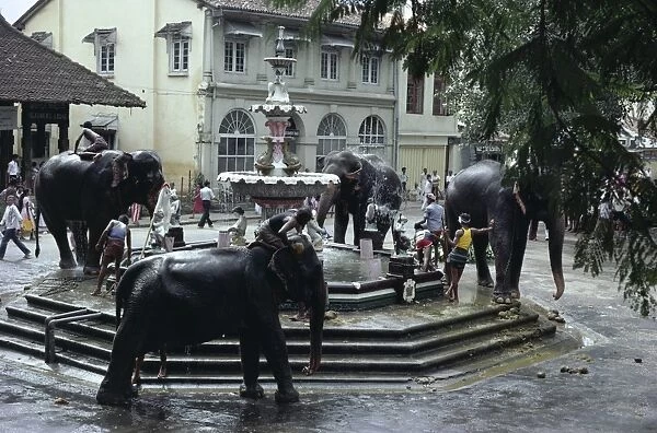 Bathing elephants in fountain