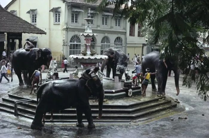 Framed Print : Bathing elephants in fountain Framed Print : Bathing elephants in fountain