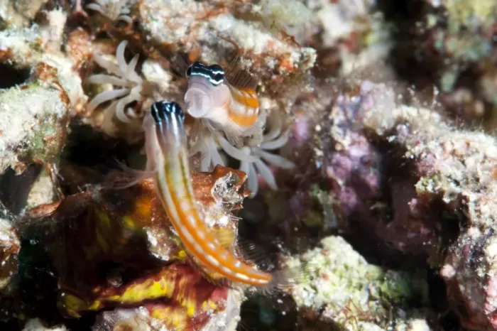 Framed Print : Baths blenny (Ecsenius bathi), localized, fighting, Komodo, Indonesia, Southeast Asia, Asia Framed Print : Baths blenny (Ecsenius bathi), localized, fighting, Komodo, Indonesia, Southeast Asia, Asia