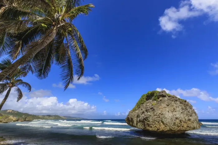 Framed Print : Bathsheba, Mushroom rock, windswept palm tree, Atlantic waves, rugged East Coast Framed Print : Bathsheba, Mushroom rock, windswept palm tree, Atlantic waves, rugged East Coast