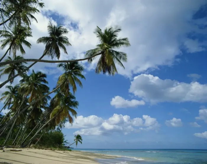 Framed Print : Beach, Barbados, West Indies, Caribbean, Central America Framed Print : Beach, Barbados, West Indies, Caribbean, Central America