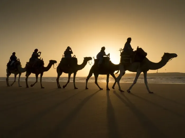 Framed Print : Beach camel trek, Essaouira, Morocco, North Africa, Africa Framed Print : Beach camel trek, Essaouira, Morocco, North Africa, Africa