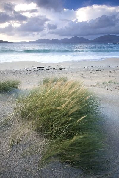 Beach at Luskentyre with dune grasses blowing in the foreground and the hills of North Harris in the distance, Isle of Harris, Outer Hebrides, Scotland