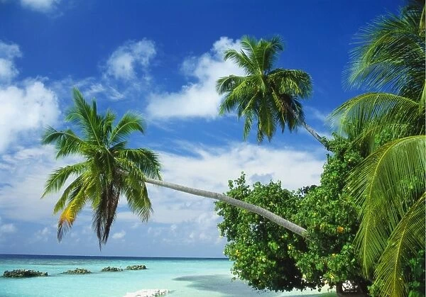 Beach and Palm Trees by the Indian Ocean at Nakatchafushi, North Male Atoll, Maldives