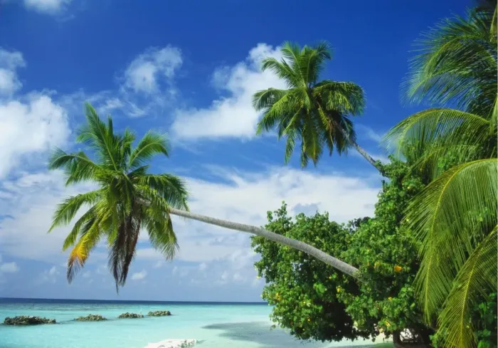 Framed Print : Beach and Palm Trees by the Indian Ocean at Nakatchafushi, North Male Atoll, Maldives Framed Print : Beach and Palm Trees by the Indian Ocean at Nakatchafushi, North Male Atoll, Maldives