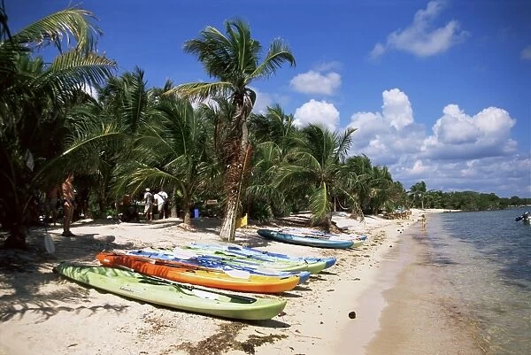 Beach with palm trees and kayaks