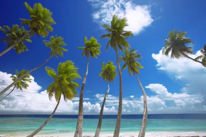 Framed Print : Empty beach and palm trees, Maldives, Indian Ocean, Asia Framed Print : Empty beach and palm trees, Maldives, Indian Ocean, Asia