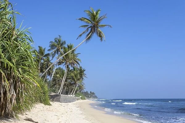Beach and palm trees, Talpe, Sri Lanka, Indian Ocean, Asia