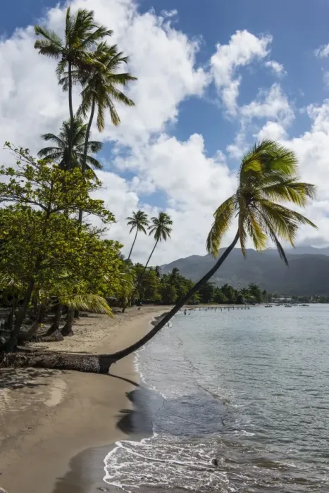Framed Print : Beach in Prince Rupert Bay, Dominica, West Indies, Caribbean, Central America Framed Print : Beach in Prince Rupert Bay, Dominica, West Indies, Caribbean, Central America