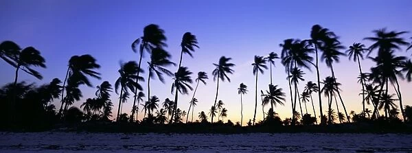 Beach scene at twilight with palm trees in silhouette, near Bweju, island of Zanzibar