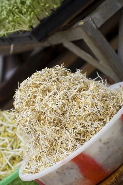 Beansprouts outside restaurant, Lijiang old town, Yunnan, China, Asia