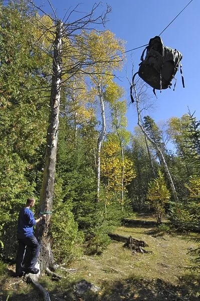 Bear Hang, food bag hung between two trees to protect it from bears, Boundary Waters Canoe Area Wilderness, Superior National Forest, Minnesota, United States of America