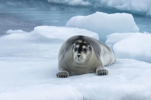 Bearded Seal (Erignathus barbatus) laying on pack ice, Spitsbergen Island, Svalbard Archipelago