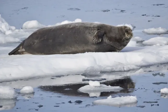 Framed Print : Bearded seal (Erignathus barbatus) on ice, Svalbard Islands, Arctic, Norway, Europe Framed Print : Bearded seal (Erignathus barbatus) on ice, Svalbard Islands, Arctic, Norway, Europe