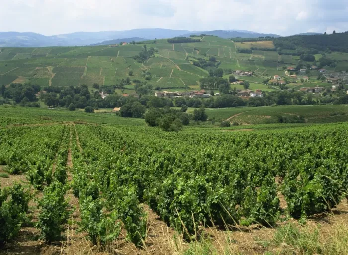 Framed Print : Beaujolais vineyards, Julienas, Burgundy, Rhone Valley, France, Europe Framed Print : Beaujolais vineyards, Julienas, Burgundy, Rhone Valley, France, Europe