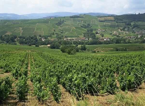 Beaujolais vineyards, Julienas, Burgundy, Rhone Valley, France, Europe