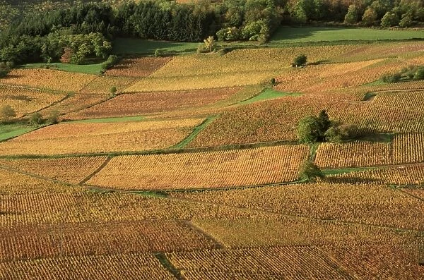 Beaujolais vineyards, near Beaujeu, Rhone Alpes, France, Europe