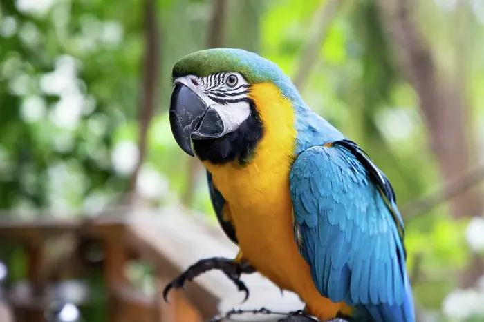 Framed Print : Beautiful blue and yellow Macaw in rainforest, The Maldives, Indian Ocean Framed Print : Beautiful blue and yellow Macaw in rainforest, The Maldives, Indian Ocean