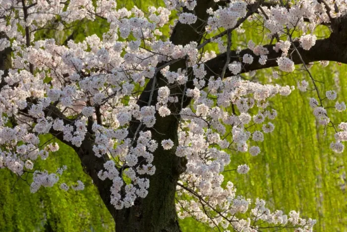 Framed Print : Beautiful cherry blossom and willow in Ueno Park, Tokyo, Japan, Asia Framed Print : Beautiful cherry blossom and willow in Ueno Park, Tokyo, Japan, Asia